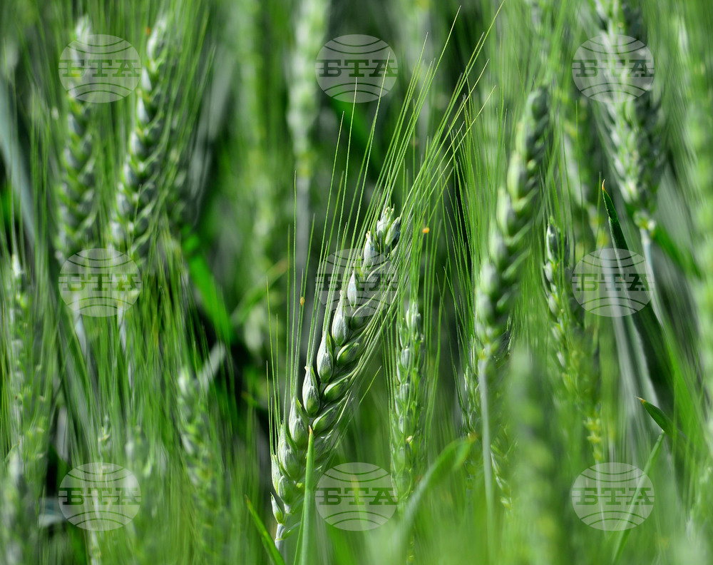 Твърдението, че българската генбанка е в бедстващо състояние, изобщо не отговаря на истината, заявиха от Селскостопанска академия