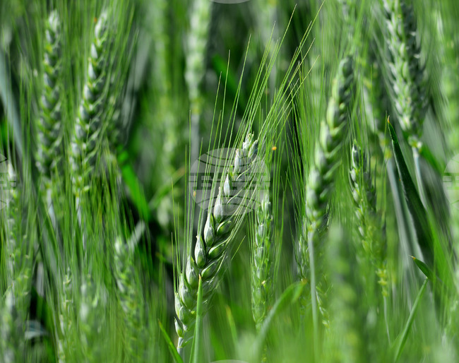 Твърдението, че българската генбанка е в бедстващо състояние, изобщо не отговаря на истината, заявиха от Селскостопанска академия
