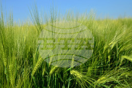 Кубрат - Ден на пшеницата