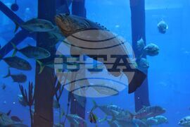 Обединените арабски емирства - ежедневие