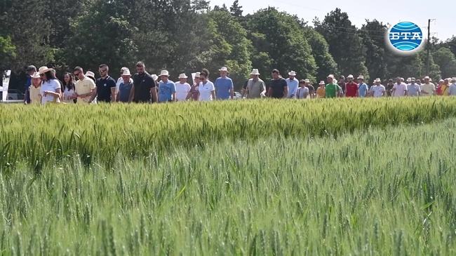 За населението ще има достатъчно хляб, каза председателят на Съюза на зърнопроизводителите в Лудогорието