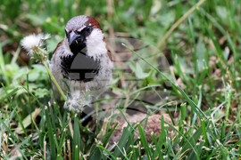 Врабче - столичен парк