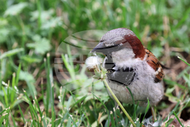 Врабче - столичен парк