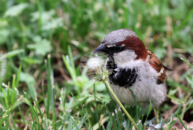 Кампанията „Зрънце любов“ приканва хората да поставят хранилка за птици през зимата 