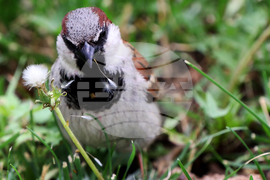 Врабче - столичен парк
