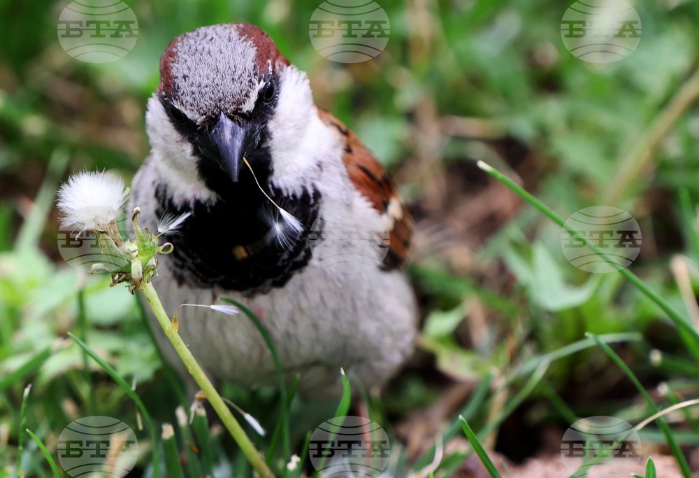 Врабче - столичен парк