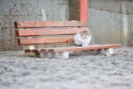 Бургас - крайбрежна алея - пясъчни навявания