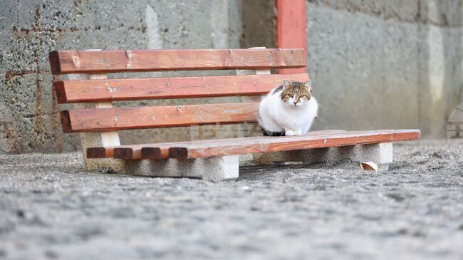 Мъж беше глобен с 1,7 милиона евро в Гърция заради жестокост към животни