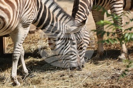 Зоопарк - Световен ден на околната среда