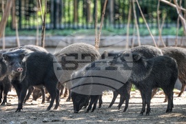 Зоопарк - Световен ден на околната среда
