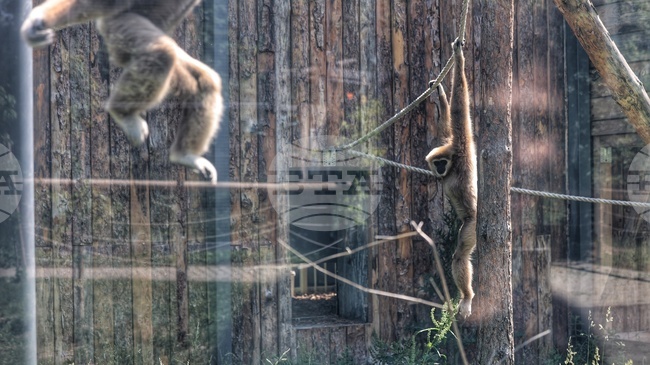 Приматите в столичния зоопарк получиха коледни подаръци 