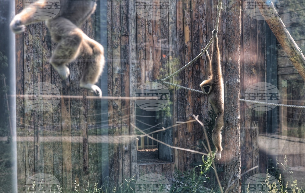 В зоологическата градина в София предстои стрес тест като подготовка за членство в „Европейска асоциация на зоопарковете и аквариумите“ 