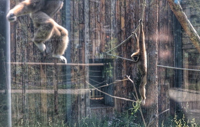 Приматите в столичния зоопарк получиха коледни подаръци 