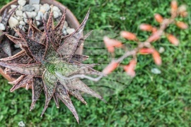 София Тех Парк - флора фестивал