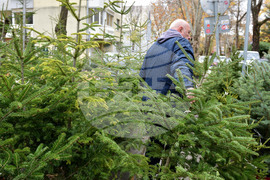 Варна - коледни дръвчета