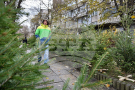 Варна - коледни дръвчета