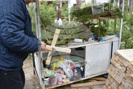 Варна - коледни дръвчета