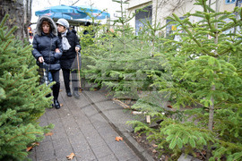 Варна - коледни дръвчета