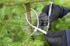 Варна - коледни дръвчета