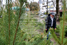 Варна - коледни дръвчета