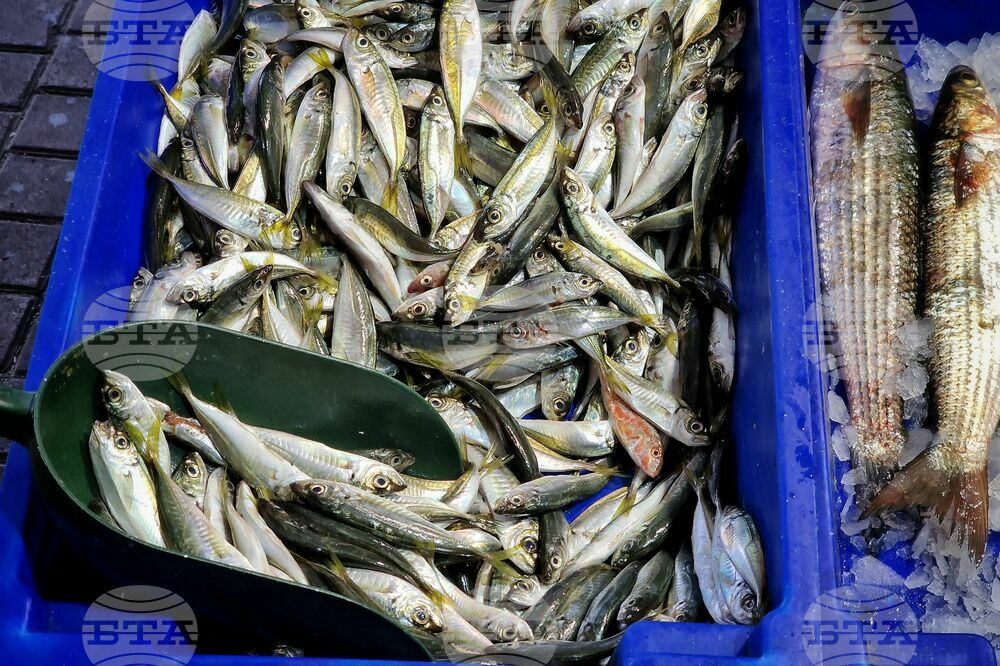 90% of Bulgarian Sprat Catch Is Exported, Says Association of Fish Products Producers