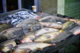 Бургас - пазар - риба