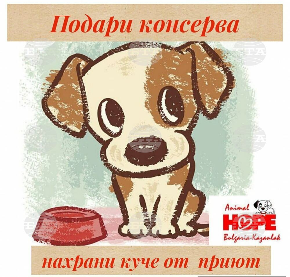 Казанлъшка фондация организира кампанията "Подари консерва - нахрани куче от приют" в помощ на бездомните животни