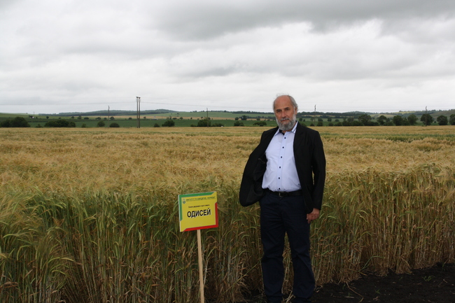 Как новите сортове ечемик и овес, устойчиви на абиотичен стрес, гарантират производството и качеството на зърното