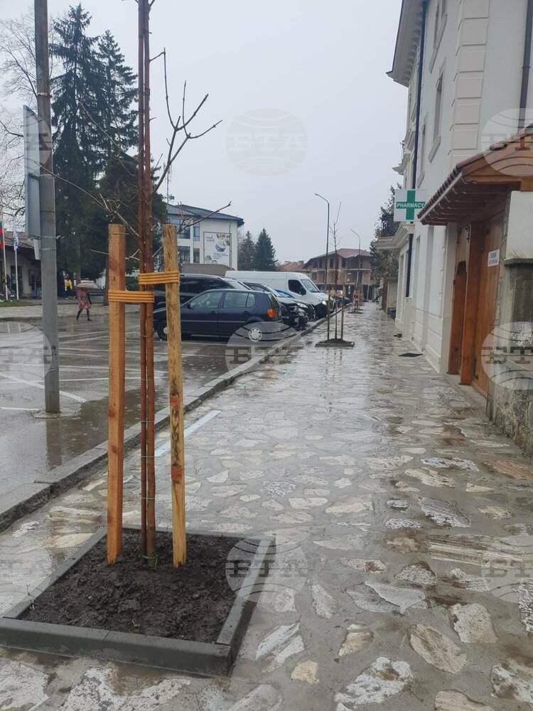 Община Банско: Фиданки от вида „Ясен“ облагородяват ландшафта на Банско