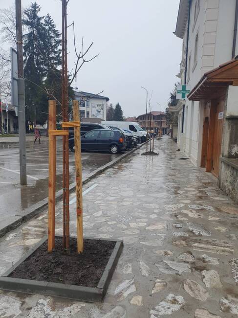 Община Банско: Фиданки от вида „Ясен“ облагородяват ландшафта на Банско