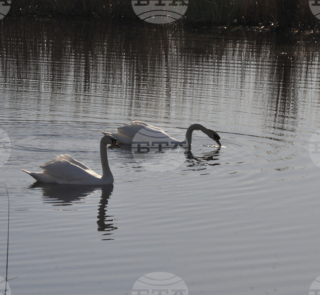 Лебед затрудни за кратко движението на пътя до защитената местност "Алепу"