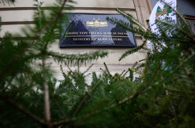 Над 60 000 фиданки ще бъдат засадени в горските масиви в страната след коледната кампания на земеделското министерство