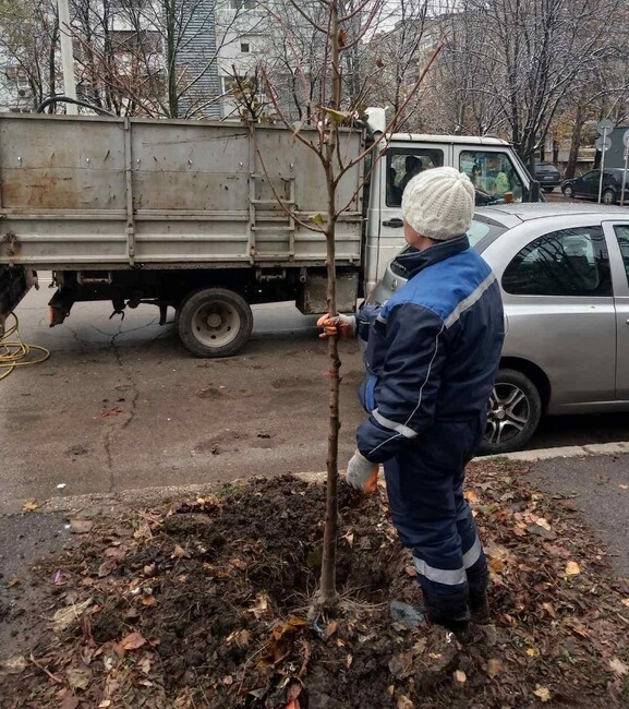 Община Русе: Близо 700 храсти и дървета ще бъдат засадени в тазгодишната програма за залесяване на Русе