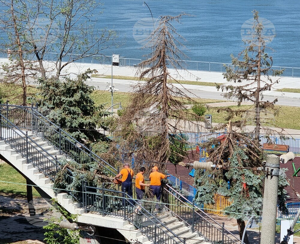 В Русе екипи втори ден разчистват повалени дървета и клони от силната буря