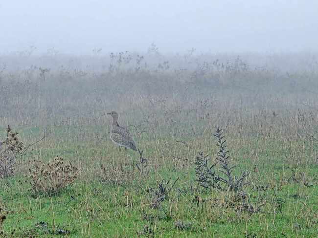 БДЗП: Изключително рядката птица стрепет е установена на територията на община Стамболово