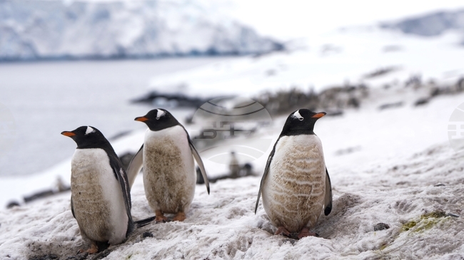 Птичият грип застрашава фауната на Антарктида