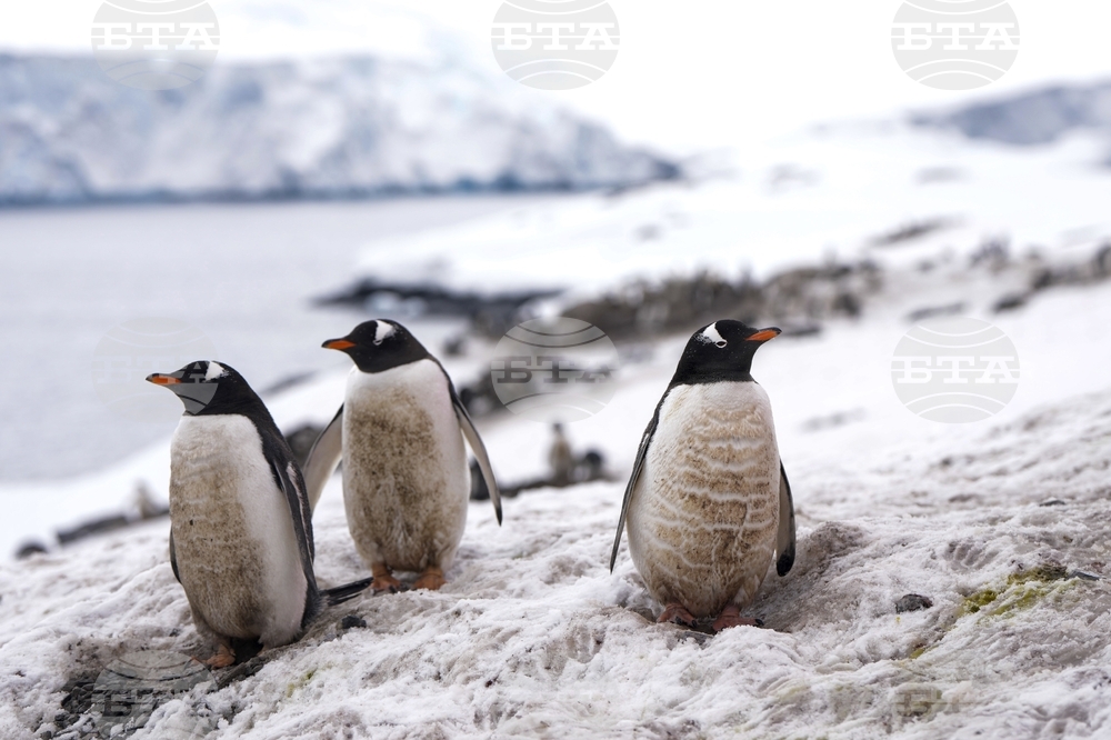 Птичият грип застрашава фауната на Антарктида