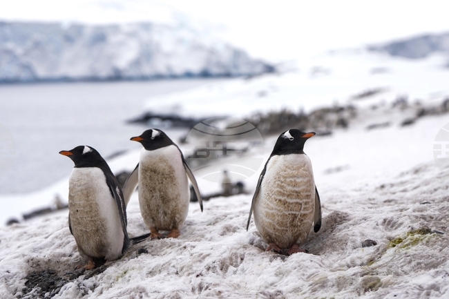Птичият грип застрашава фауната на Антарктида