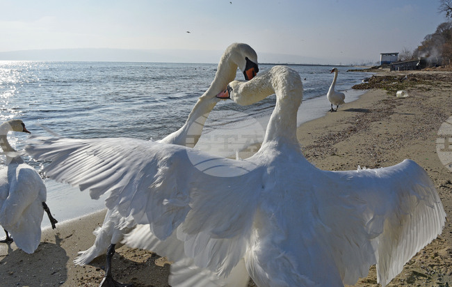 Варна - лебеди