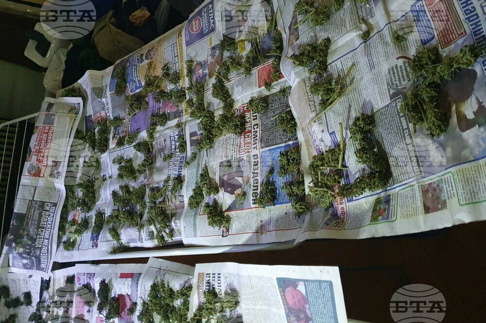 МВР: Столични криминалисти разкриха оборудвана оранжерия за отглеждане на канабис
