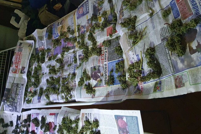 МВР: Столични криминалисти разкриха оборудвана оранжерия за отглеждане на канабис