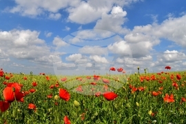 Село Свещари - макове