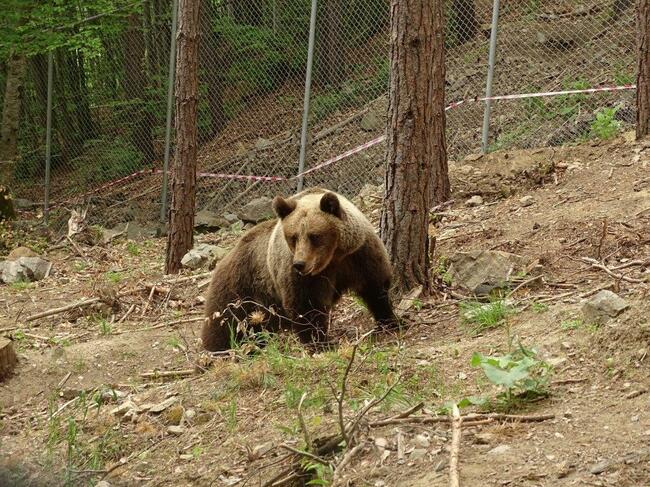 Мечка и две мечета се появиха на булевард в румънския планински курорт Синая