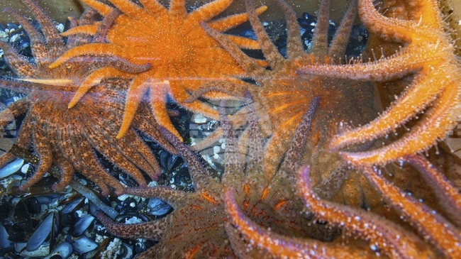 Кадри на живо от дълбоководния морски живот край Аржентина достигнаха 1,6 милиона гледания в YouTube за ден