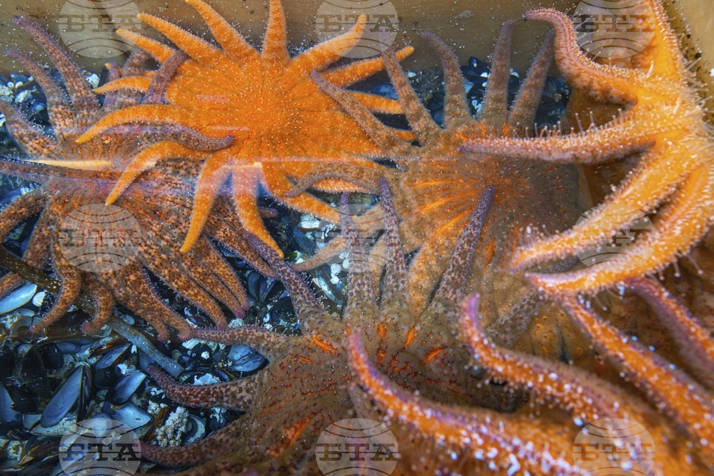 Кадри на живо от дълбоководния морски живот край Аржентина достигнаха 1,6 милиона гледания в YouTube за ден