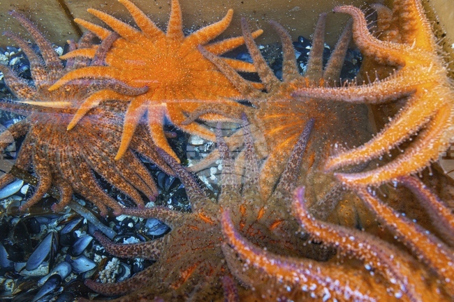 Кадри на живо от дълбоководния морски живот край Аржентина достигнаха 1,6 милиона гледания в YouTube за ден