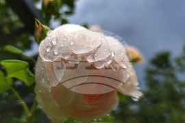 Розариум - цветя - рози