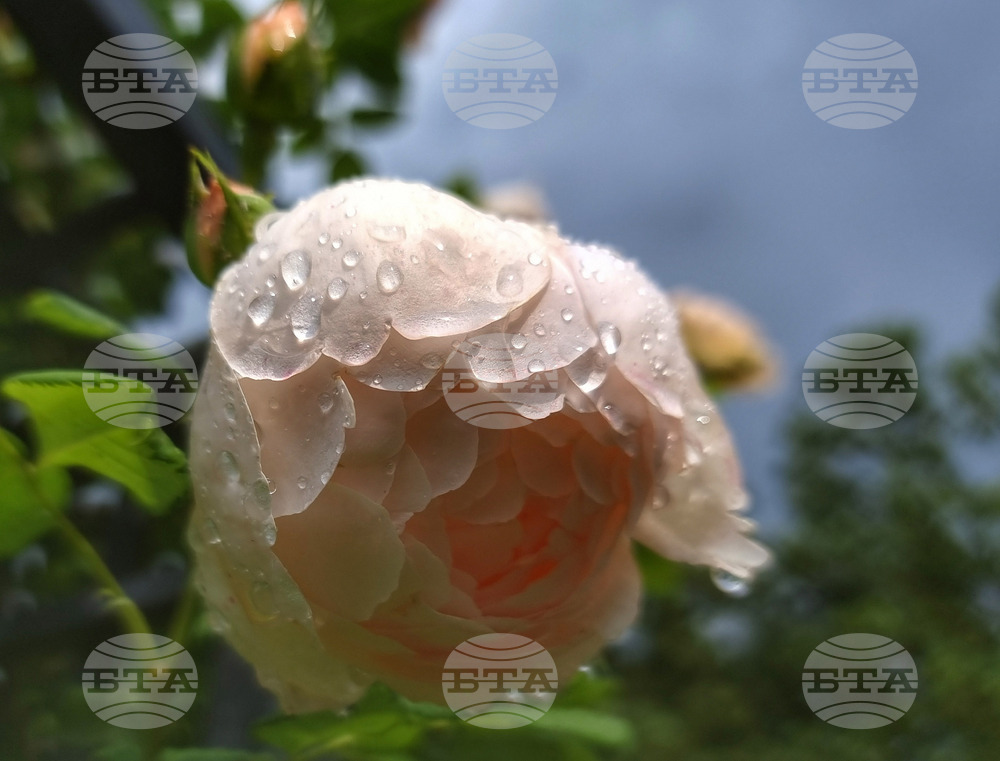 Розариум - цветя - рози