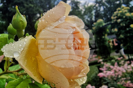 Розариум - цветя - рози