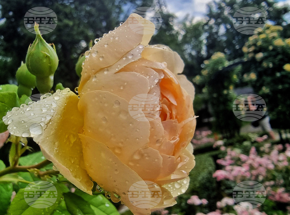 Розариум - цветя - рози